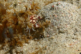 Komodo 2016 - Harlequin swimming crab - Crabe arlequin - Lissocarcinus laevis - IMG_7221_rc